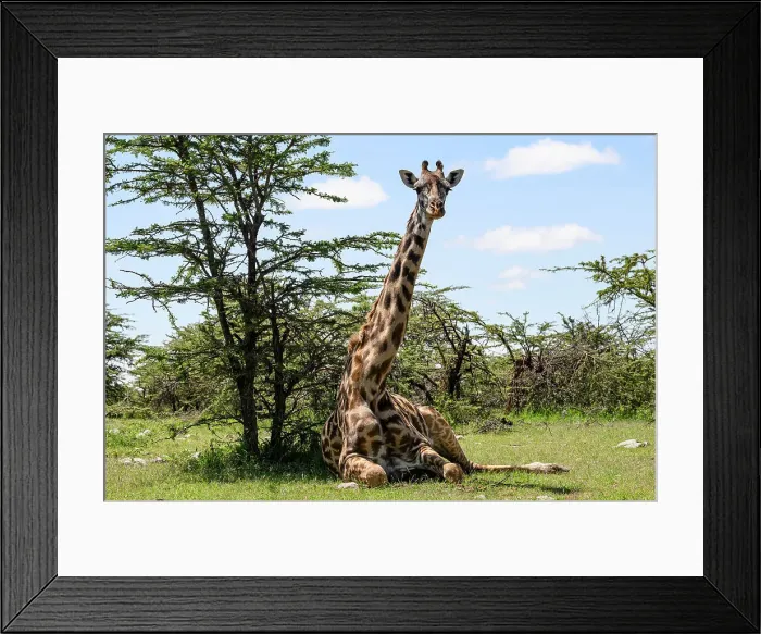 Framed Print : Maasai Giraffe, (Giraffa Tippelskirchi), Mara North, Kenya, East Africa, Africa Framed Print : Maasai Giraffe, (Giraffa Tippelskirchi), Mara North, Kenya, East Africa, Africa