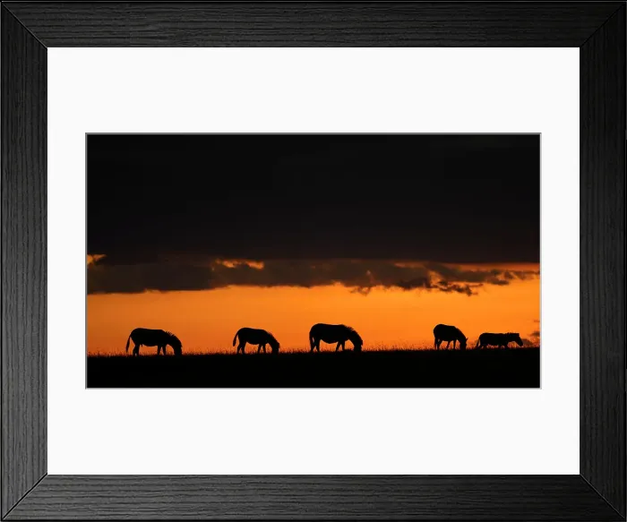 Framed Print : Plains Zebra at dusk (Equus Quagga), Maasai Mara, Mara North, Kenya, East Africa, Africa Framed Print : Plains Zebra at dusk (Equus Quagga), Maasai Mara, Mara North, Kenya, East Africa, Africa