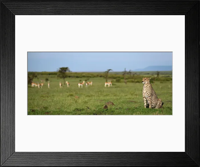 Framed Print : Cheetah (Acinonyx Jubatus), Maasai Mara, Mara North, Kenya, East Africa, Africa Framed Print : Cheetah (Acinonyx Jubatus), Maasai Mara, Mara North, Kenya, East Africa, Africa