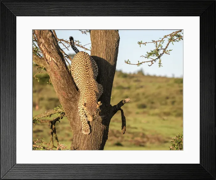 Framed Print : Leopard (Panthera Pardus), Maasai Mara, Mara North, Kenya, East Africa, Africa Framed Print : Leopard (Panthera Pardus), Maasai Mara, Mara North, Kenya, East Africa, Africa