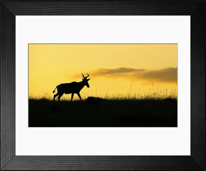 Framed Print : Hartebeest (Alcelaphus Buselaphus), Mara North, Maasai Mara, Kenya, East Africa, Africa Framed Print : Hartebeest (Alcelaphus Buselaphus), Mara North, Maasai Mara, Kenya, East Africa, Africa