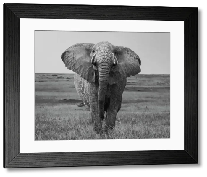 Framed Print : African Elephant (Loxodonta africana), Maasai Mara, Mara North, Kenya, East Africa, Africa Framed Print : African Elephant (Loxodonta africana), Maasai Mara, Mara North, Kenya, East Africa, Africa