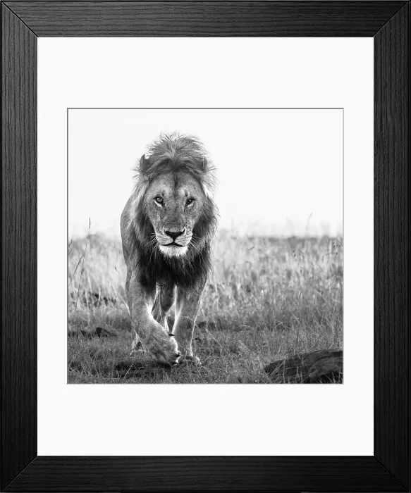 Framed Print : African Lion (Panthera Leo), Mara North, Maasai Mara, Kenya, East Africa, Africa Framed Print : African Lion (Panthera Leo), Mara North, Maasai Mara, Kenya, East Africa, Africa