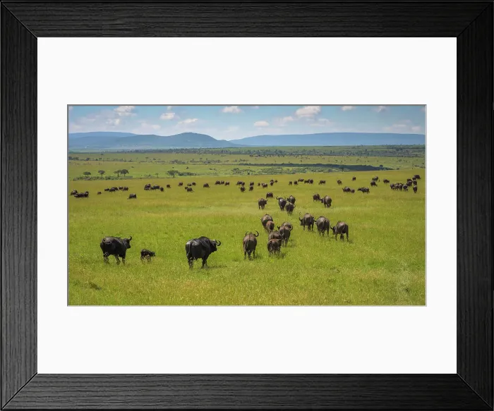 Framed Print : Buffalo (Bubalus Bubalis) (Syncerus caffer), Maasai Mara, Mara North, Kenya, East Africa, Africa Framed Print : Buffalo (Bubalus Bubalis) (Syncerus caffer), Maasai Mara, Mara North, Kenya, East Africa, Africa