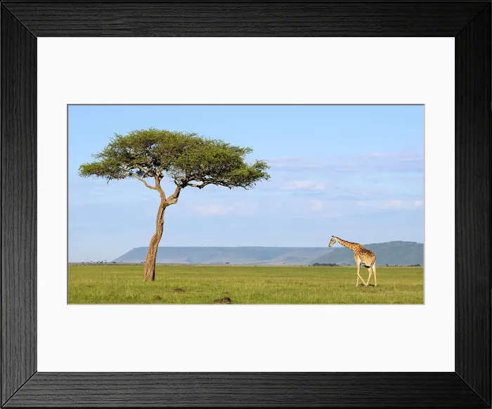 Framed Print : Masai Giraffe (Giraffa tippelskirchi), Maasai Mara, Mara North, Kenya, East Africa, Africa Framed Print : Masai Giraffe (Giraffa tippelskirchi), Maasai Mara, Mara North, Kenya, East Africa, Africa