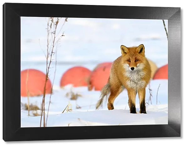Red Fox, Nutsuke Peninsula, Hokkaido, Japan, Asia