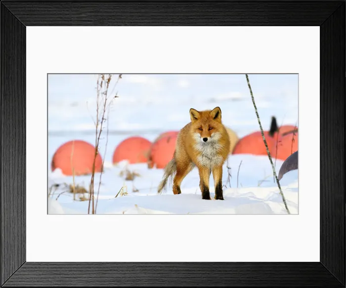 Framed Print : Red Fox, Nutsuke Peninsula, Hokkaido, Japan, Asia Framed Print : Red Fox, Nutsuke Peninsula, Hokkaido, Japan, Asia