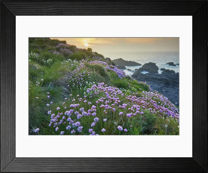 Framed Print : Sea Pink (Thrift) (Armeria maritima), in springtime flower at sunset, on cliffs at Hartland Quay, on the north coast of Devon, England, United Kingdom, Europe Framed Print : Sea Pink (Thrift) (Armeria maritima), in springtime flower at sunset, on cliffs at Hartland Quay, on the north coast of Devon, England, United Kingdom, Europe