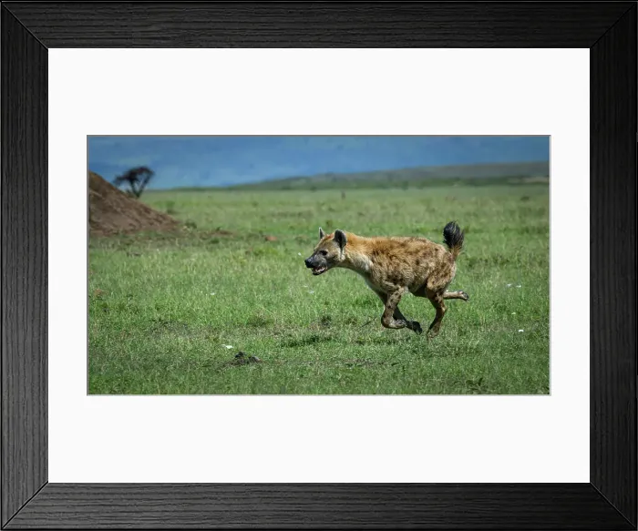 Framed Print : Hyena (Hyaenidae), Maasai Mara, Mara North, Kenya, East Africa, Africa Framed Print : Hyena (Hyaenidae), Maasai Mara, Mara North, Kenya, East Africa, Africa