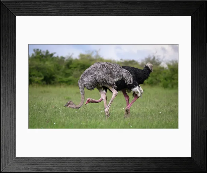 Framed Print : Ostrich (Struthio Camelus), Maasai Mara, Mara North, Kenya, East Africa, Africa Framed Print : Ostrich (Struthio Camelus), Maasai Mara, Mara North, Kenya, East Africa, Africa