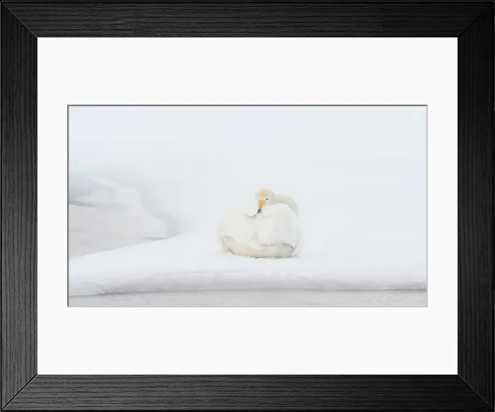 Framed Print : Whooper Swan (Cygnus cygnus), Kussaro Lake, Hokkaido, Japan, Asia Framed Print : Whooper Swan (Cygnus cygnus), Kussaro Lake, Hokkaido, Japan, Asia