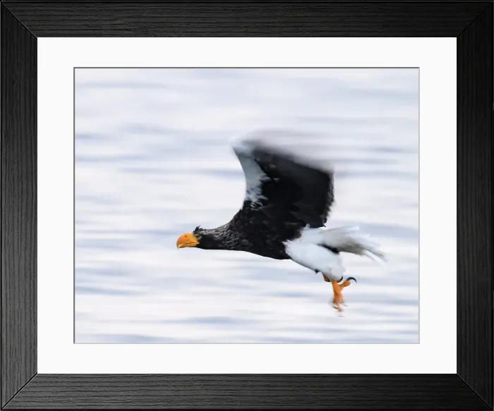 Framed Print : Stellers Sea Eagle (Haliaeetus pelagious), Rausu, Hokkaido, Japan, Asia Framed Print : Stellers Sea Eagle (Haliaeetus pelagious), Rausu, Hokkaido, Japan, Asia