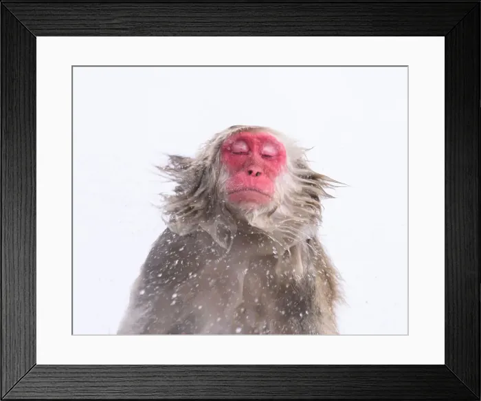 Framed Print : Japanese Macaque (Macaca fuscats), Nagano, Japan, Asia Framed Print : Japanese Macaque (Macaca fuscats), Nagano, Japan, Asia