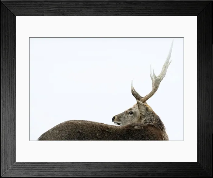 Framed Print : Sika Deer (Cervus nippon), Notsuke Peninsula, Hokkaido, Japan, Asia Framed Print : Sika Deer (Cervus nippon), Notsuke Peninsula, Hokkaido, Japan, Asia