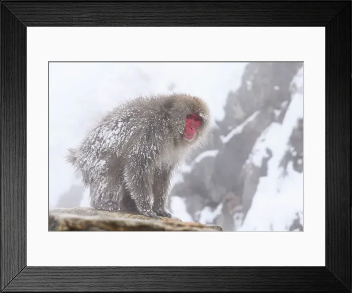 Framed Print : Japanese Macaque (Macaca fuscats), Nagano, Japan, Asia Framed Print : Japanese Macaque (Macaca fuscats), Nagano, Japan, Asia