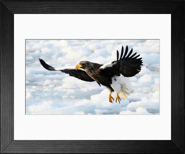Framed Print : Stellers Sea Eagle (Haliaeetus pelagious), Rausu, Hokkaido, Japan, Asia Framed Print : Stellers Sea Eagle (Haliaeetus pelagious), Rausu, Hokkaido, Japan, Asia