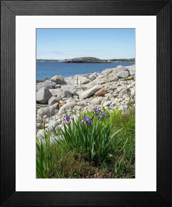 Framed Print : Wild Iris flowers on the rocky coastline by the Atlantic Ocean, Dr. Bill Freedman Nature Preserve, Nature Conservancy of Canada, Nova Scotia, Canada, North America Framed Print : Wild Iris flowers on the rocky coastline by the Atlantic Ocean, Dr. Bill Freedman Nature Preserve, Nature Conservancy of Canada, Nova Scotia, Canada, North America
