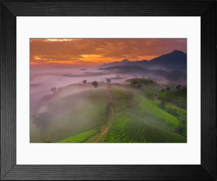 Framed Print : Long Coc Tea Hill, Vietnam, Indochina, Southeast Asia, Asia Framed Print : Long Coc Tea Hill, Vietnam, Indochina, Southeast Asia, Asia