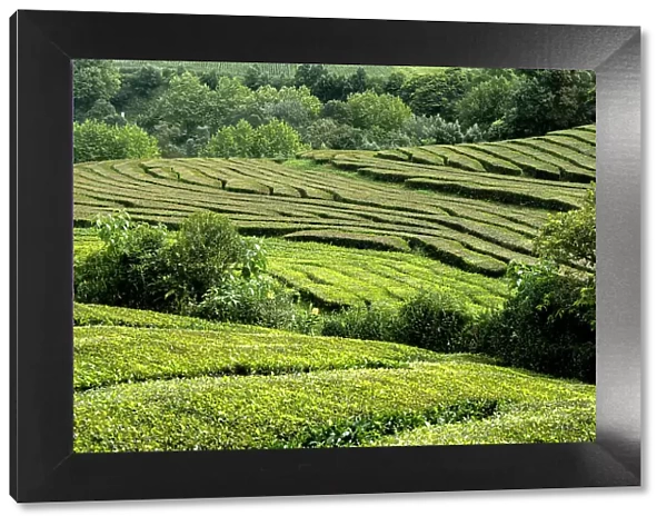 Tea plantation field lines on Sao Miguel island, Azores Islands, Portugal, Atlantic, Europe