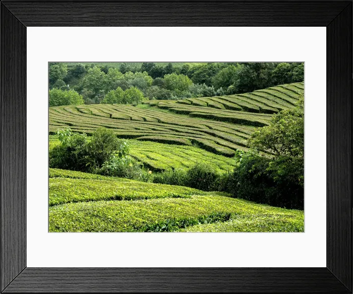Framed Print : Tea plantation field lines on Sao Miguel island, Azores Islands, Portugal, Atlantic, Europe