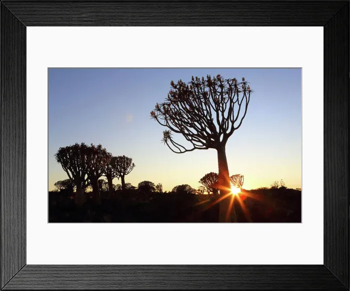 Framed Print : Quiver Tree Forest, Keetmanshoop, Southern Namibia, Africa Framed Print : Quiver Tree Forest, Keetmanshoop, Southern Namibia, Africa