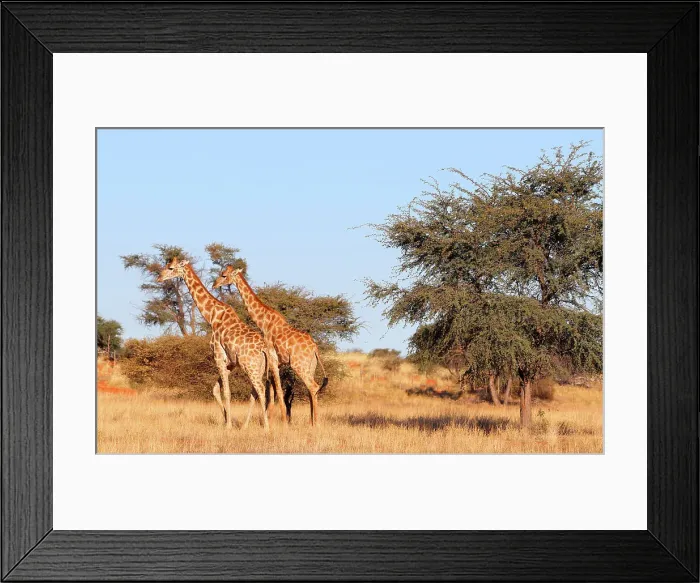 Framed Print : Giraffe, Bagatelle Game Reserve, Namibia, Africa Framed Print : Giraffe, Bagatelle Game Reserve, Namibia, Africa
