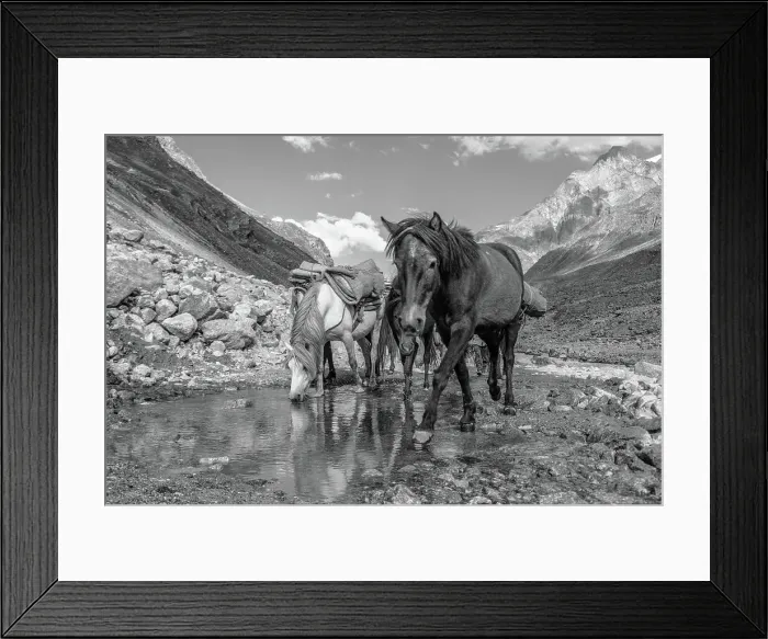 Framed Print : Horses approaching the camera on a mountain road, drinking from a puddle, Himalayas, India, Asia Framed Print : Horses approaching the camera on a mountain road, drinking from a puddle, Himalayas, India, Asia