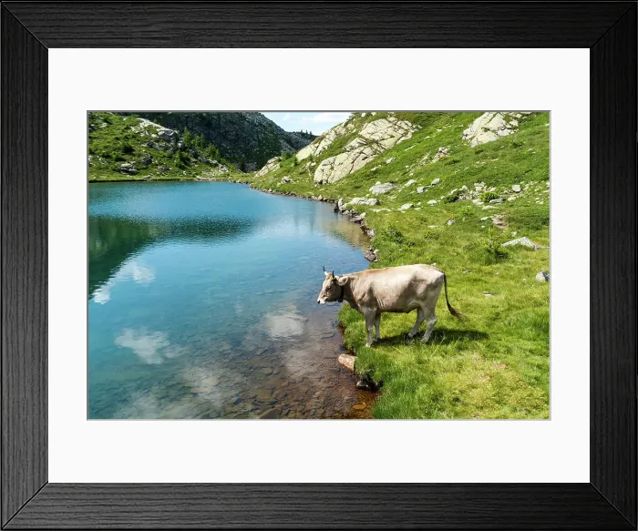 Framed Print : Cow in the Alps by a pristine turquoise blue mountain lake, Tschawinersee, Zwischbergen, Valais, Switzerland, Europe Framed Print : Cow in the Alps by a pristine turquoise blue mountain lake, Tschawinersee, Zwischbergen, Valais, Switzerland, Europe