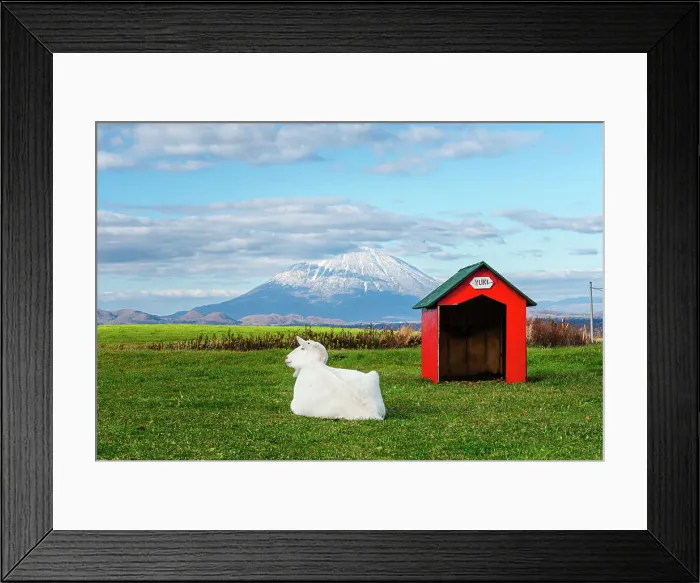 Framed Print : Green grass with a white goat named Yuki sitting next to its red hut and beautiful volcanic panorama of snowy volcano, Yotei-zan, Hokkaido, Japan, Asia Framed Print : Green grass with a white goat named Yuki sitting next to its red hut and beautiful volcanic panorama of snowy volcano, Yotei-zan, Hokkaido, Japan, Asia