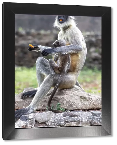 Female monkey with baby eating sweet in Daulatabad, Maharashtra, India, Asia