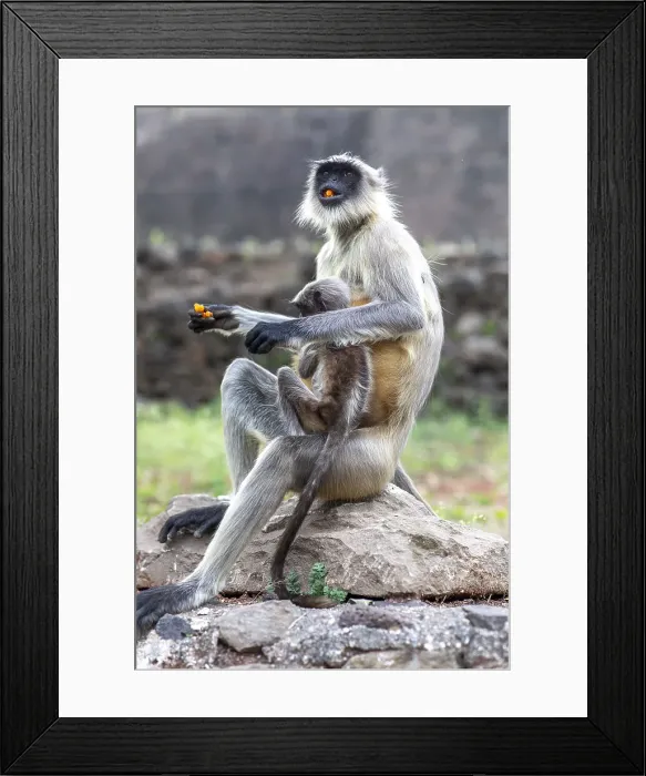 Framed Print : Female monkey with baby eating sweet in Daulatabad, Maharashtra, India, Asia Framed Print : Female monkey with baby eating sweet in Daulatabad, Maharashtra, India, Asia