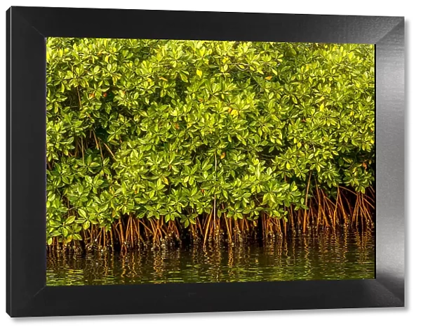 Mangrove on a waterway in Saloum, Senegal, West Africa, Africa
