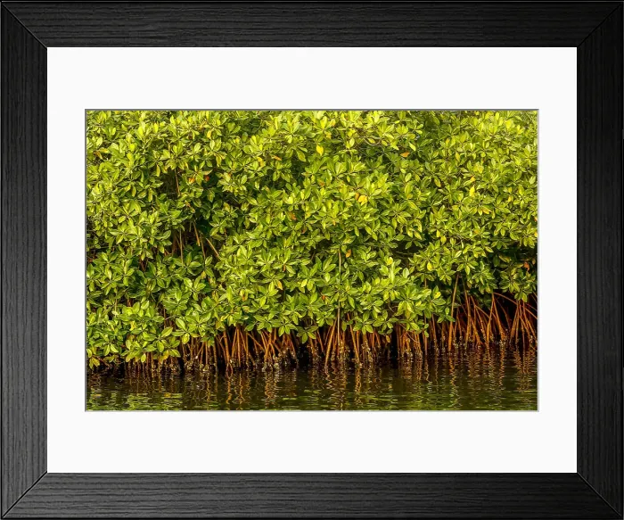 Framed Print : Mangrove on a waterway in Saloum, Senegal, West Africa, Africa Framed Print : Mangrove on a waterway in Saloum, Senegal, West Africa, Africa