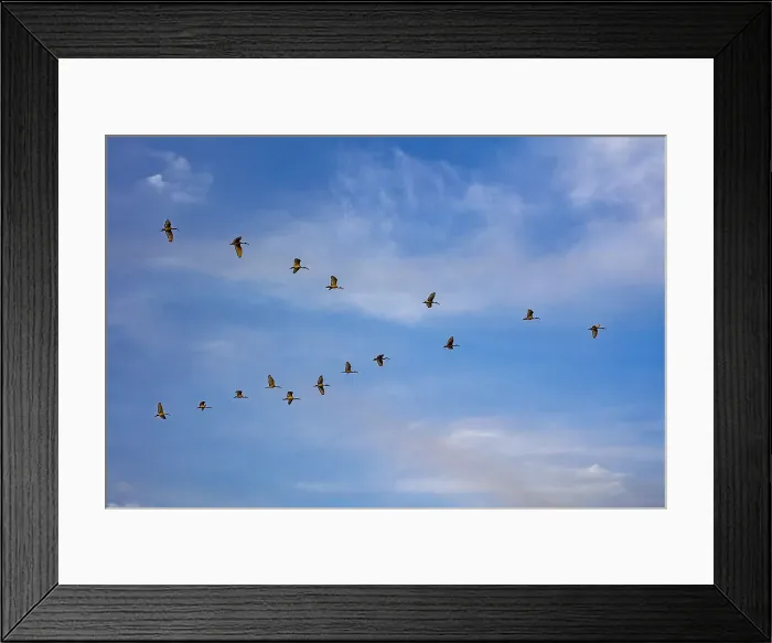 Framed Print : Birds flying over the Saloum river delta in Senegal, West Africa, Africa Framed Print : Birds flying over the Saloum river delta in Senegal, West Africa, Africa