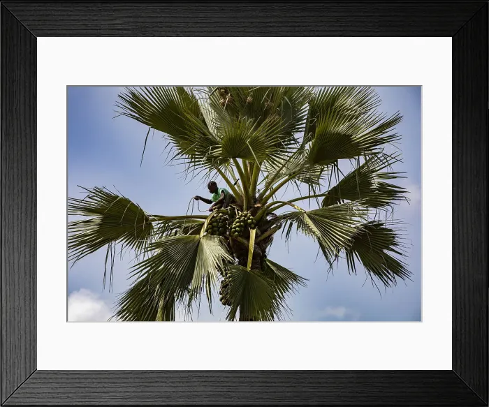 Framed Print : Man fetching fruit in a palmyra palm tree in Thiaoune, Senegal, West Africa, Africa Framed Print : Man fetching fruit in a palmyra palm tree in Thiaoune, Senegal, West Africa, Africa