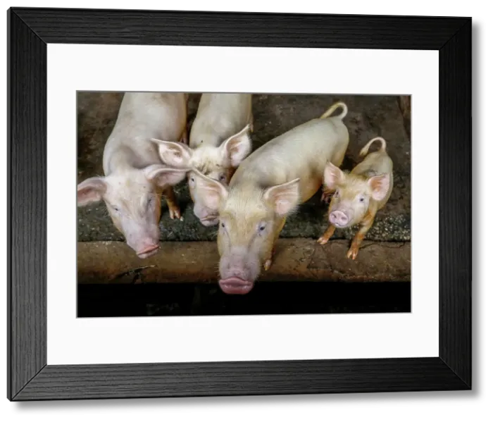 Framed Print : Pigs raised in Nguekhokh, Senegal, West Africa, Africa Framed Print : Pigs raised in Nguekhokh, Senegal, West Africa, Africa