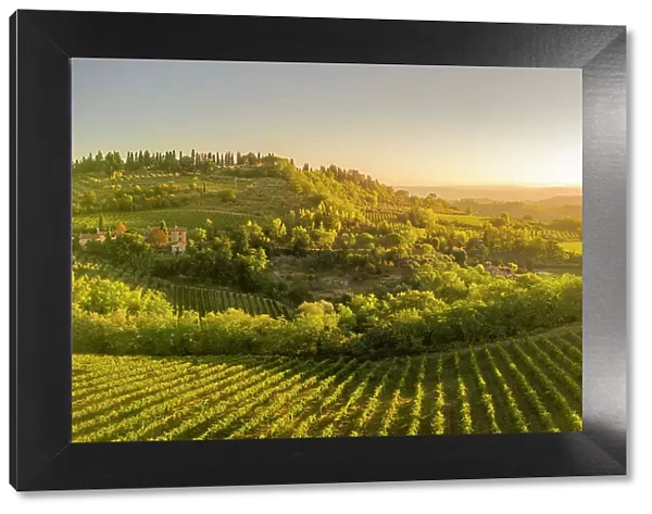 Elevated view of vineyards near San Gimignano at sunrise, San Gimignano, Tuscany, Italy, Europe