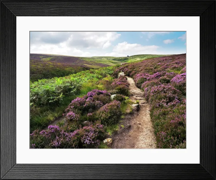 Framed Print : Path through Heather on Haworth Moor, Yorkshire, England, United Kingdom, Europe Framed Print : Path through Heather on Haworth Moor, Yorkshire, England, United Kingdom, Europe