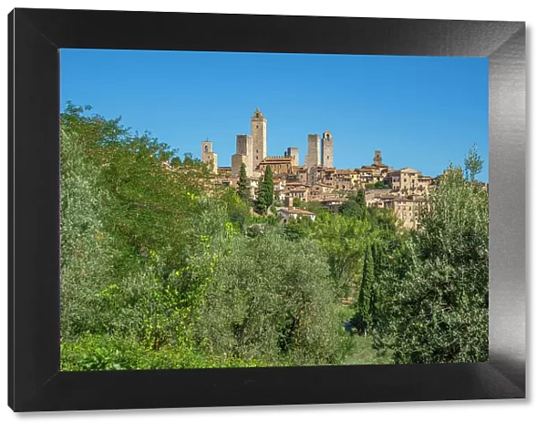 View of olive trees and San Gimignano, San Gimignano, Province of Siena, Tuscany, Italy, Europe