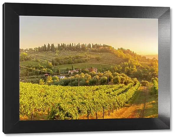 View of vineyards and landscape at sunrise near San Gimignano, San Gimignano, Province of Siena, Tuscany, Italy, Europe
