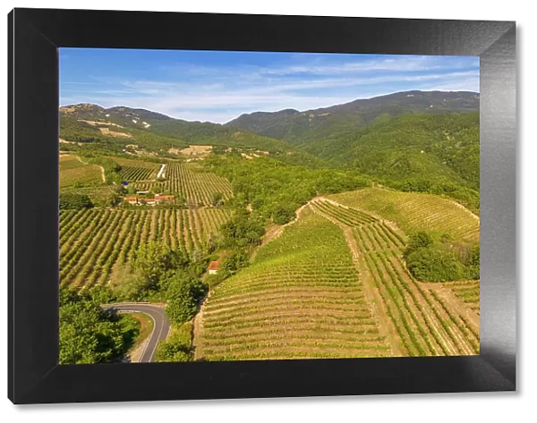 Elevated view of vineyards near Borello, Emilia Romagna, Italy, Europe