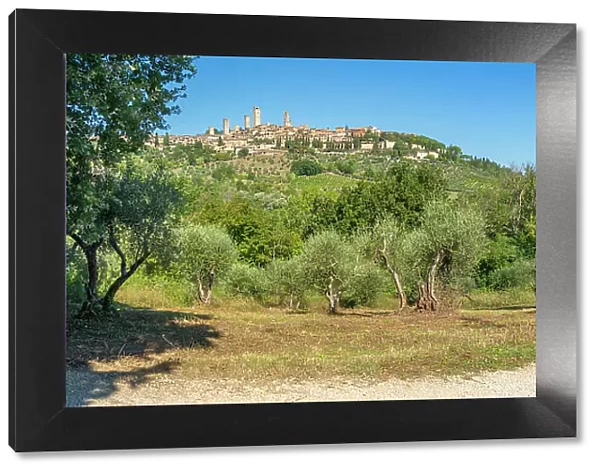 View of olive groves and San Gimignano, San Gimignano, Province of Siena, Tuscany, Italy, Europe