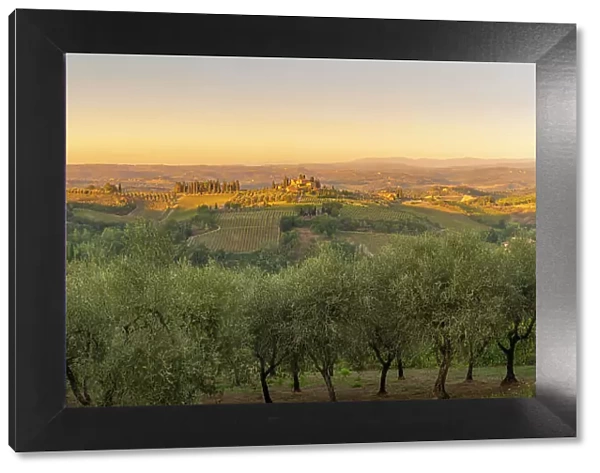 View of olive trees, vineyards and landscape near San Gimignano at sunset, San Gimignano, Province of Siena, Tuscany, Italy, Europe