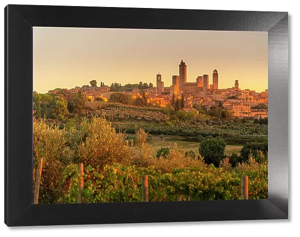 View of vineyards and San Gimignano at sunrise, San Gimignano, Province of Siena, Tuscany, Italy, Europe