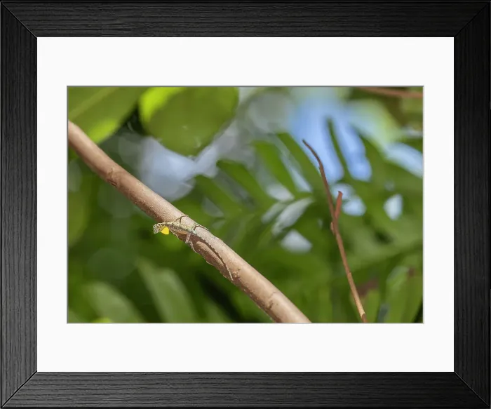 Framed Print : A flying dragon, Draco spp, an arboreal insectivore agamid lizard in Tangkoko Batuangus Nature Reserve, Sulawesi, Indonesia, Southeast Asia, Asia Framed Print : A flying dragon, Draco spp, an arboreal insectivore agamid lizard in Tangkoko Batuangus Nature Reserve, Sulawesi, Indonesia, Southeast Asia, Asia