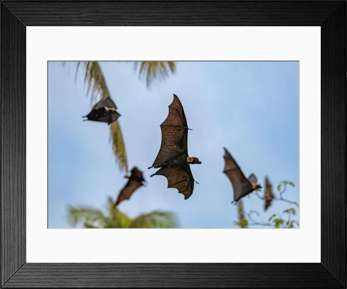 Framed Print : Common tube-nosed fruit bats (Nyctimene albiventer), in the air over Pulau Panaki, Raja Ampat, Indonesia, Southeast Asia, Asia Framed Print : Common tube-nosed fruit bats (Nyctimene albiventer), in the air over Pulau Panaki, Raja Ampat, Indonesia, Southeast Asia, Asia