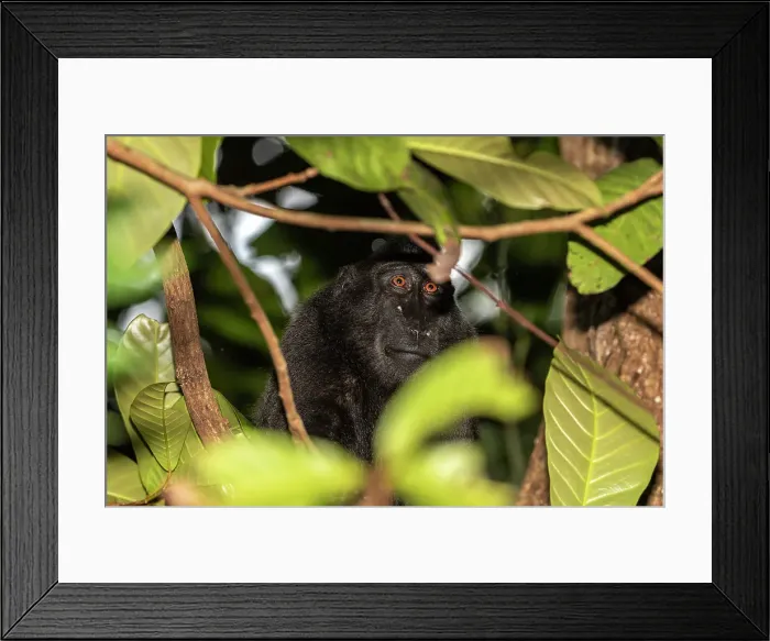 Framed Print : An adult Celebes crested macaque (Macaca nigra), foraging in Tangkoko Batuangus Nature Reserve, Sulawesi, Indonesia, Southeast Asia Framed Print : An adult Celebes crested macaque (Macaca nigra), foraging in Tangkoko Batuangus Nature Reserve, Sulawesi, Indonesia, Southeast Asia
