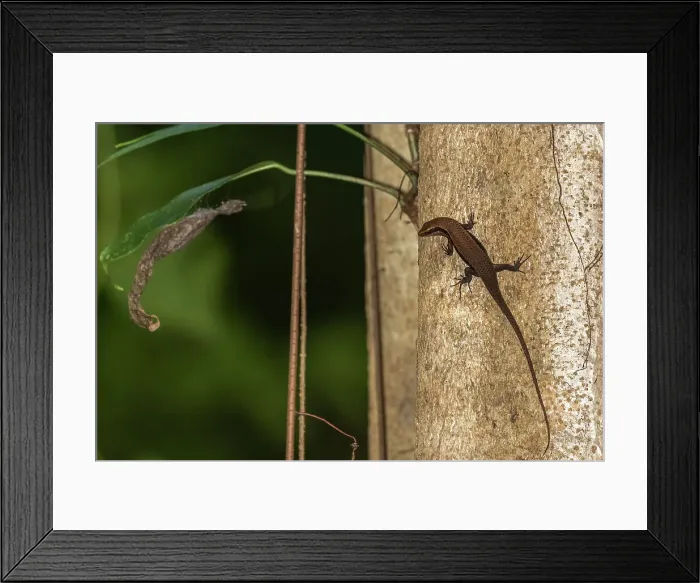 Framed Print : An adult common sun skink (Eutropis multifaciata), on a tree in Tangkoko Batuangus Nature Reserve, Sulawesi, Indonesia, Southeast Asia, Asia Framed Print : An adult common sun skink (Eutropis multifaciata), on a tree in Tangkoko Batuangus Nature Reserve, Sulawesi, Indonesia, Southeast Asia, Asia