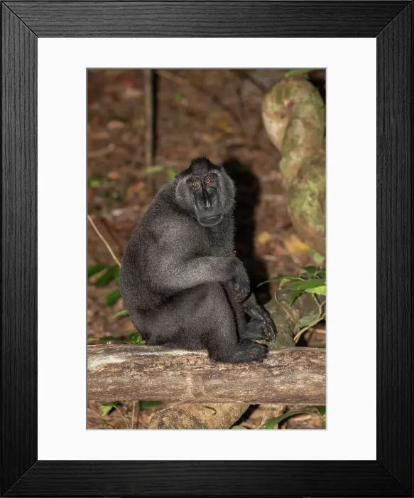Framed Print : An adult male Celebes crested macaque (Macaca nigra), foraging in Tangkoko Batuangus Nature Reserve, Sulawesi, Indonesia, Southeast Asia, Asia Framed Print : An adult male Celebes crested macaque (Macaca nigra), foraging in Tangkoko Batuangus Nature Reserve, Sulawesi, Indonesia, Southeast Asia, Asia