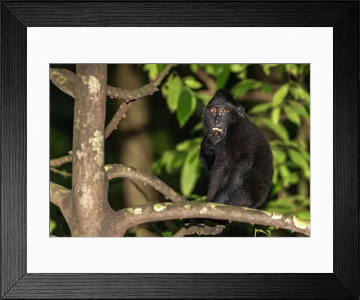 Framed Print : An adult Celebes crested macaque (Macaca nigra), foraging in Tangkoko Batuangus Nature Reserve, Sulawesi, Indonesia, Southeast Asia Framed Print : An adult Celebes crested macaque (Macaca nigra), foraging in Tangkoko Batuangus Nature Reserve, Sulawesi, Indonesia, Southeast Asia